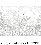 Clipart Of A Lineart Sea Slug Nudibranchs On A Reef Royalty Free Vector Illustration