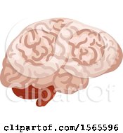 Clipart Of A Human Brain Royalty Free Vector Illustration