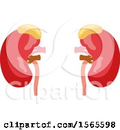 Poster, Art Print Of Human Kidneys