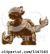 Clipart Of A Werewolf Beast Howling And Transforming Royalty Free Vector Illustration by AtStockIllustration