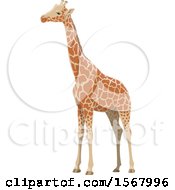 Poster, Art Print Of Giraffe