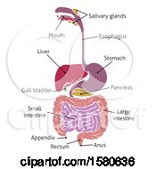 Clipart Of A Digestive Tract Diagram Labeled With Text Royalty Free Vector Illustration