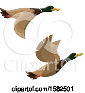 Clipart Of Flying Mallard Ducks Royalty Free Vector Illustration by Vector Tradition SM