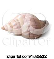 Poster, Art Print Of 3d Sea Shell On A White Background