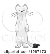 Poster, Art Print Of White Arctic Ermine Standing Up