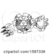 Poster, Art Print Of Black And White Vicious Wildcat Mascot Breaking Through A Wall With A Football