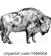 Clipart Of A Sketched Black And White Bison Royalty Free Vector Illustration