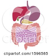 Clipart Of A Medical Diagram Of The Digestive Tract Royalty Free Vector Illustration