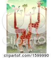 Poster, Art Print Of Group Or Herd Of Giraffes