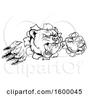 Clipart Of A Black And White Mad Grizzly Bear Mascot Breaking Through A Wall Royalty Free Vector Illustration