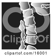 Xray Of A Spine Clipart Illustration by Andy Nortnik