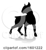 Silhouetted Bull Terrier Dog With A Reflection Or Shadow On A White Background