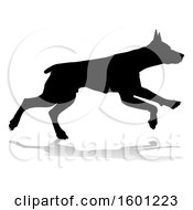 Poster, Art Print Of Silhouetted Dobermann Dog With A Reflection Or Shadow On A White Background