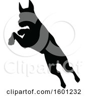 Silhouetted Great Dane Dog