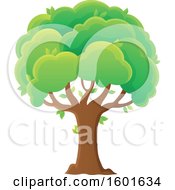 Clipart Of A Tree With A Green Canopy Royalty Free Vector Illustration by visekart