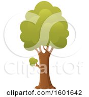 Poster, Art Print Of Tree With A Green Canopy