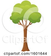 Poster, Art Print Of Tree With A Green Canopy