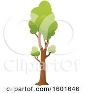 Poster, Art Print Of Tree With A Green Canopy