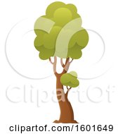 Poster, Art Print Of Tree With A Green Canopy