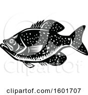 Poster, Art Print Of Crappie Fish Mascot In Black And White Woodcut