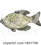 Sketched Crappie Fish Mascot