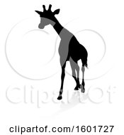 Poster, Art Print Of Silhouetted Giraffe With A Reflection Or Shadow On A White Background