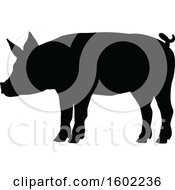 Clipart Of A Black Silhouetted Pig Royalty Free Vector Illustration