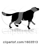 Silhouetted Golden Retriever Dog With A Reflection Or Shadow On A White Background