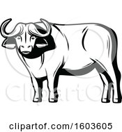Water Buffalo In Black And White