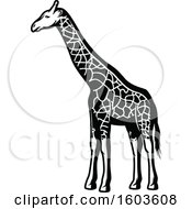 Clipart Of A Giraffe In Black And White Royalty Free Vector Illustration