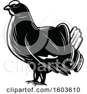 Poster, Art Print Of Western Capercaillie Grouse In Black And White