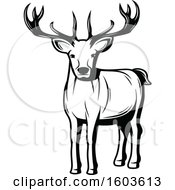 Poster, Art Print Of Buck Deer In Black And White
