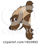 Clipart Of A Wolverine School Mascot Character Looking Around A Sign Royalty Free Vector Illustration