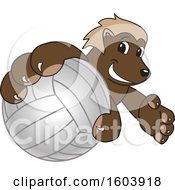 Wolverine School Mascot Character Grabbing A Volleyball