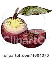 Clipart Of A Sketched Star Apple Royalty Free Vector Illustration