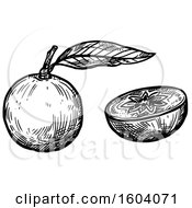 Clipart Of A Sketched Black And White Star Apple Royalty Free Vector Illustration