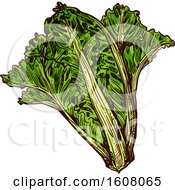 Clipart Of Sketched Romaine Lettuce Royalty Free Vector Illustration