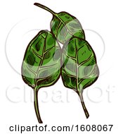 Poster, Art Print Of Sketched Spinach Leaves
