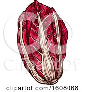 Clipart Of Sketched Radicchio Royalty Free Vector Illustration