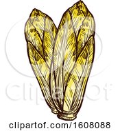 Clipart Of Sketched Chicory Royalty Free Vector Illustration