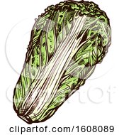 Clipart Of Sketched Chinese Cabbage Royalty Free Vector Illustration