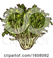 Clipart Of Sketched Lettuce Royalty Free Vector Illustration