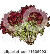 Clipart Of Sketched Lollo Rossa Royalty Free Vector Illustration