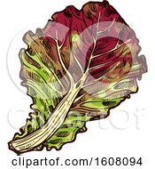 Poster, Art Print Of Sketched Oak Leaf Lettuce