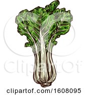 Clipart Of Sketched Pak Choi Royalty Free Vector Illustration