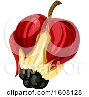 Clipart Of A Tropical Fruit Royalty Free Vector Illustration