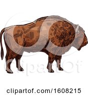 Poster, Art Print Of Sketched Bison Buffalo