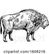 Clipart Of A Sketched Black And White Bison Buffalo Royalty Free Vector Illustration