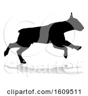 Silhouetted Bull Terrier Dog With A Reflection Or Shadow On A White Background