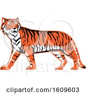 Poster, Art Print Of Walking Bengal Tiger Mascot